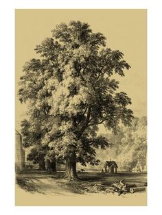 an old drawing of a large tree in the middle of a field