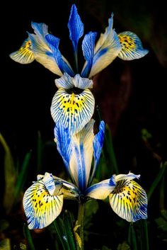 three blue and white flowers with yellow centers in the dark, surrounded by green grass