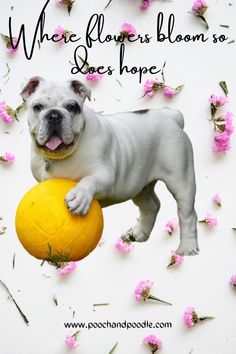 there is a dog that is holding a ball in its mouth and it says, where flowers bloom so does hope