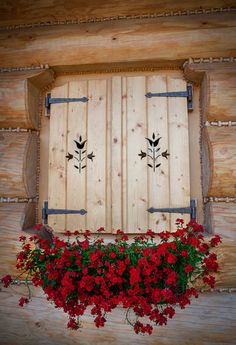 red flowers are growing in front of a wooden window