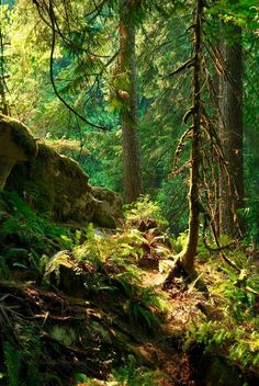 a path in the woods with lots of trees on both sides and rocks to the side