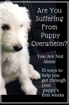 a small white dog sitting on top of a black chair next to a sign that says are you suffering from puppy overwhelm?