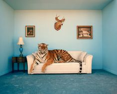 a tiger laying on top of a couch in a room with blue walls and furniture