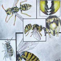 four pictures of bees with yellow and black stripes on their wings, one in the middle