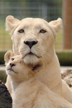 a white lion is looking at the camera