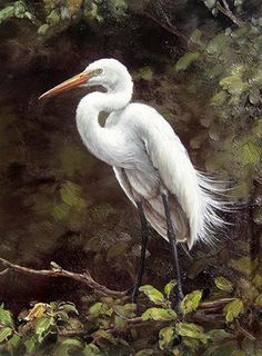 a white bird standing on top of a tree branch in front of some green leaves