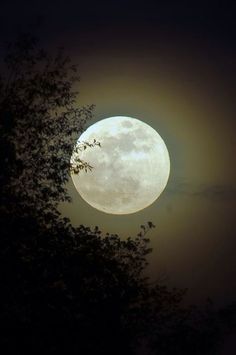 the full moon is seen through some trees