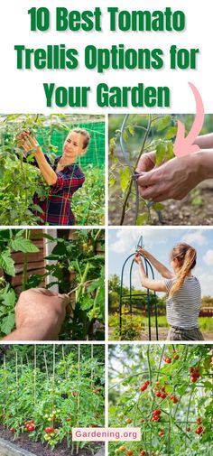 the top 10 best tomato trellis options for your garden