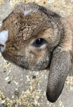 a brown and white rabbit is looking at the camera