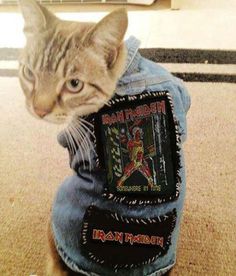 a cat wearing a jean jacket with an iron maiden patch on it's back