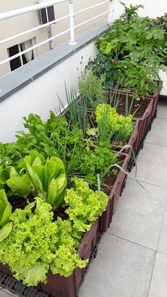 several different types of plants growing in containers on the side of a building with white railing