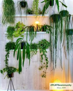 Wall decorated with numerous cascading plants Philodendron Hanging Plant, Vertical Green Wall, Philodendron Scandens, Hanging Pots, Green Wall, Macrame Diy, Hanging Baskets, Vertical Garden, Hanging Plants