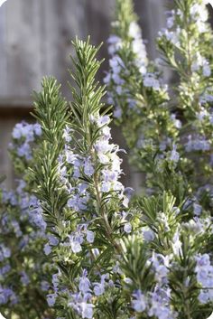 some very pretty blue flowers by a fence