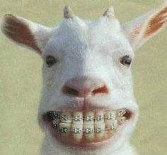 a goat with braces on it's teeth