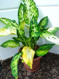 a potted plant with green and white leaves