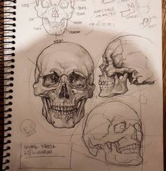 a drawing of three human skulls with different angles and facial markings on them, all in various positions