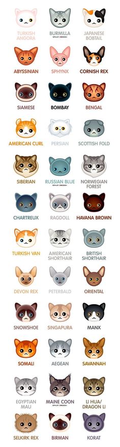 an image of many different types of cats'eyes and their names in each color