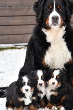 a large black and brown dog sitting next to four puppies in snow covered yard