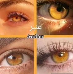 Light Amber Eyes, Honey Eyes Color, Unique Eye Color, Amber Eyes Color, Pretty Eyes Color, Rare Eye Colors, Eye Colours, Eye Color Chart, Rare Eyes