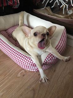 a small dog laying on top of a red and white checkerboard pet bed