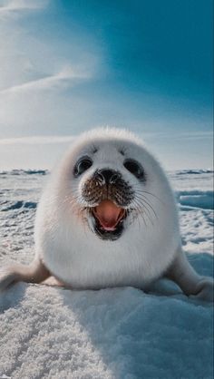 a seal sitting in the snow with its mouth open and it's tongue out