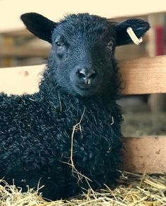 a black sheep laying on top of dry grass in a wooden fenced area with hay