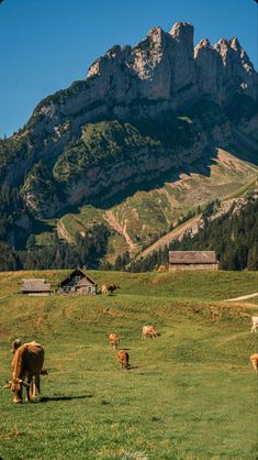 cows graze in a field with mountains in the background, near an alpine village