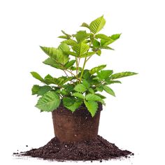 a small potted plant with green leaves on top of dirt in front of a white background