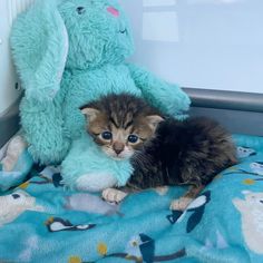 a kitten is sitting on a blanket next to a stuffed animal