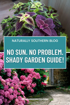 Transform your shady spots into vibrant havens with these beautiful and resilient shade-loving plants! From ferns to hostas to colorful begonias, there's something for every garden.  Embrace the shade and let your garden flourish!  #ShadeGardening #PlantLove #GardenInspiration #SouthernSeeds #SeedPackets Cottage Shade Garden Perennials, Shade Friendly Plants, Low Sun Plants Outdoor, Southern Shade Garden, Flowers That Thrive In Shade, Shady Patio Plants, No Sun Plants Outdoor, Deep Shade Plants, Plants That Grow In Shade