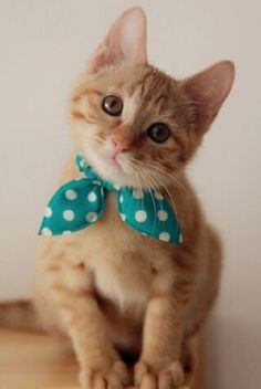 a cat wearing a bow tie sitting on top of a wooden table next to a white wall