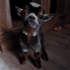 a small brown and black dog standing on top of a wooden floor next to a door