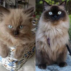 two different pictures of cats one with blue eyes and the other with brown fur on it