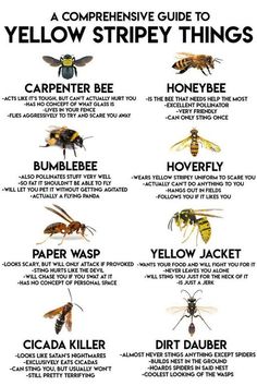 the different types of bees that are on display in an insect identification poster, with instructions to