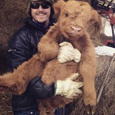 a man is holding a baby cow in his arms while standing next to hay bales