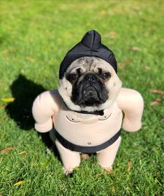 a small pug dog wearing a black hat