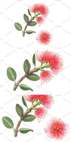 red flowers and green leaves on a white background