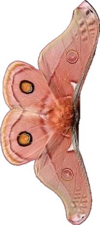 a large pink butterfly with yellow eyes on its back wing and wings spread out to the side