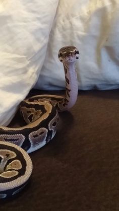 a snake that is laying down on the floor next to a white pillow and some pillows