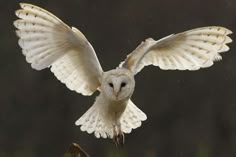 an owl flying through the air with its wings spread