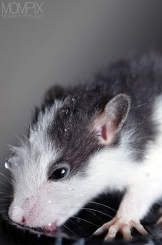 a small rat sitting on top of a computer keyboard next to it's head