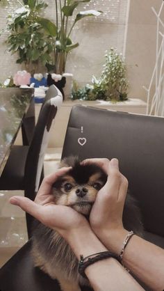 a small dog sitting on top of a chair being held by someone's hands