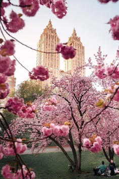 people are sitting under pink blossoms in the park