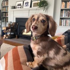 a brown and black dog sitting on top of a couch next to a fire place