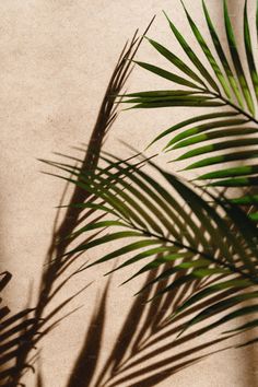 a palm tree casts a shadow on the floor in front of it's shadow