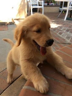 a small brown dog sitting on top of a brick walkway