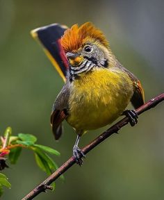 a colorful bird perched on top of a tree branch