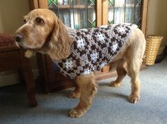 a dog wearing a sweater standing on the floor