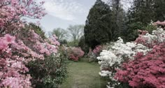 pink and white azaleas line the path in an open area surrounded by trees