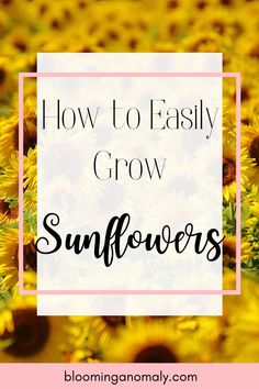 sunflowers with the text how to easily grow sunflowers